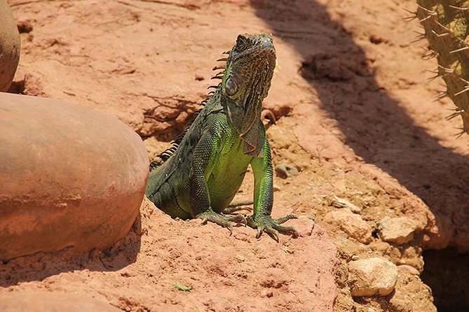 Crocoparc Tour in Agadir - Common questions