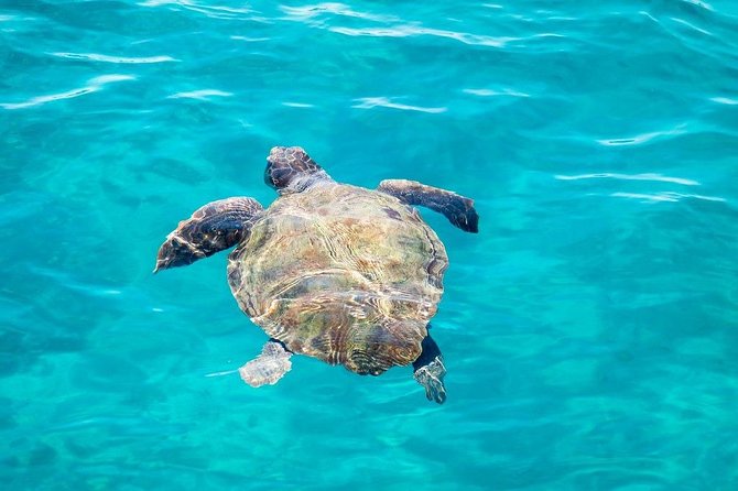 Cruise to Turtles Island and Caves With a Glass Bottom Boat - Common questions