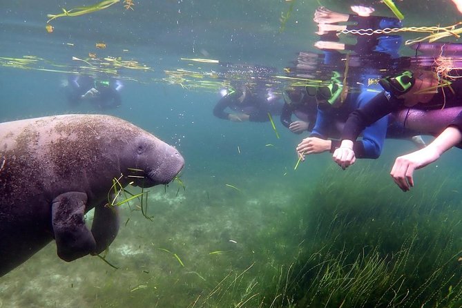 Crystal River Manatee Swim and Snorkel (Mar ) - Common questions