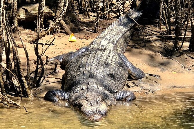 Daintree River Cruise - Last Words