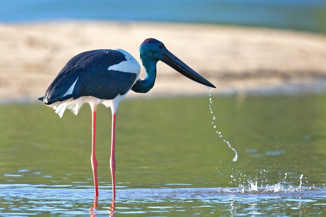 Daintree River Sunset Cruise With the Daintree Boatman - Tour Operator: Viator, Inc