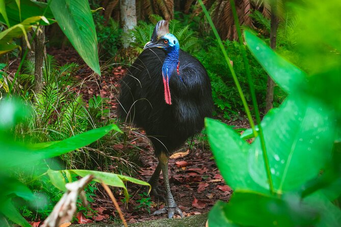 Day Tour to Waterfalls in Eungella National Park, Whitsundays  - Cairns & the Tropical North - Directions