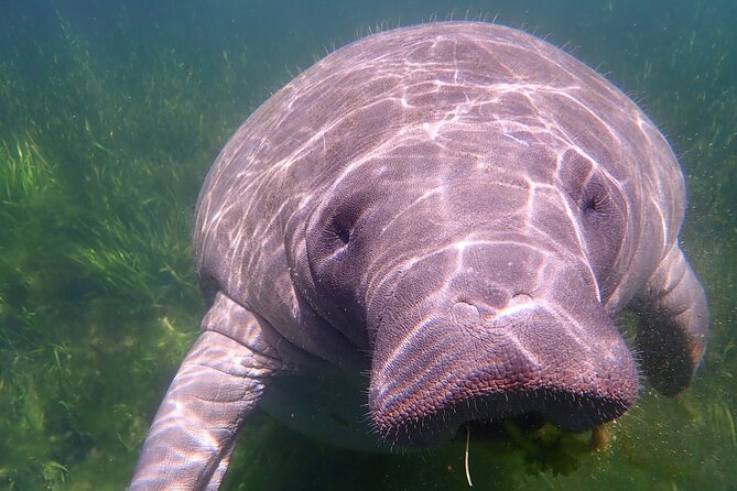 Deluxe Manatee Swim Tour - Captains Commentary and Wildlife Focus