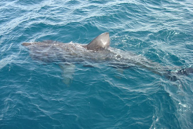 Dingle Boat Tours Wildlife RIB Adventure - Last Words