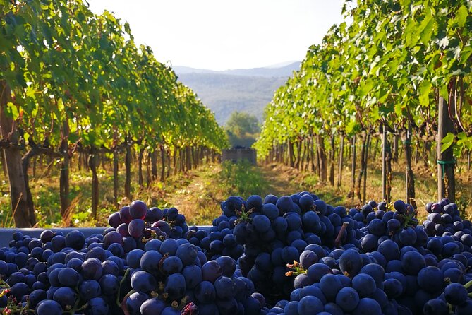 Discover Sustainable Wines in a Guided Tour and Tasting - Wine Tasting Insights