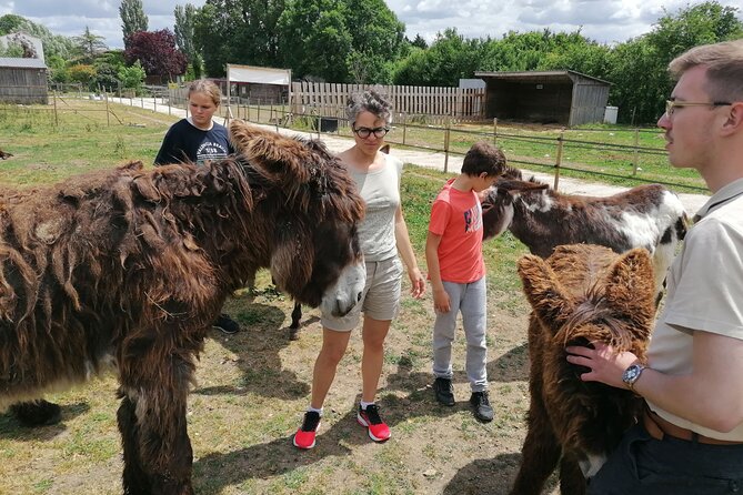 Discovery Day in the Footsteps of the Poitou Donkey - Testimonials and Visitor Feedback