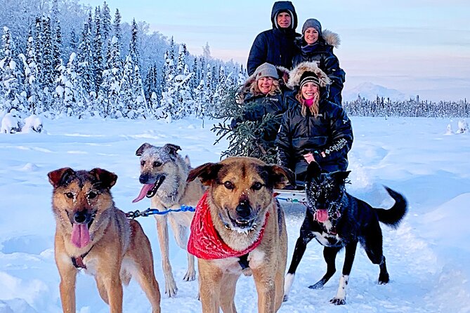 Dog Sledding Adventure in Willow, Alaska - Customer Reviews
