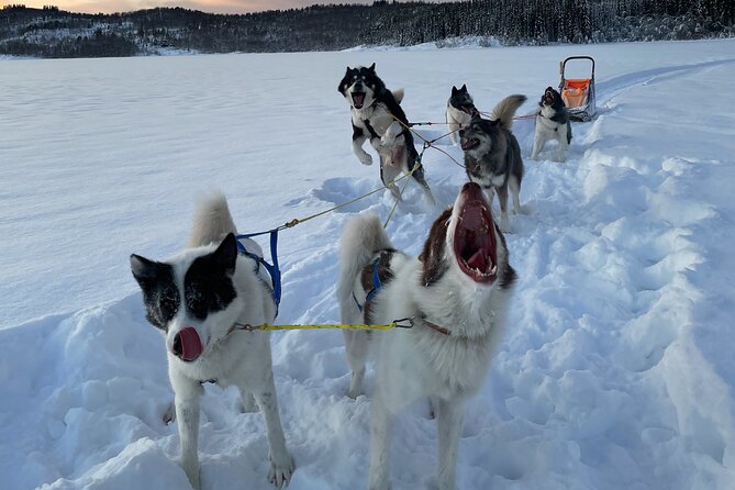 Dog Sledding With Greenland Dogs - Common questions