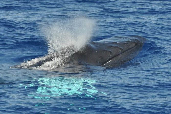 Dolphin and Whale Safari in Gran Canaria - Booking and Price Information