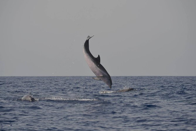 Dolphin and Whale Watching by Flipper in La Palma - Last Words