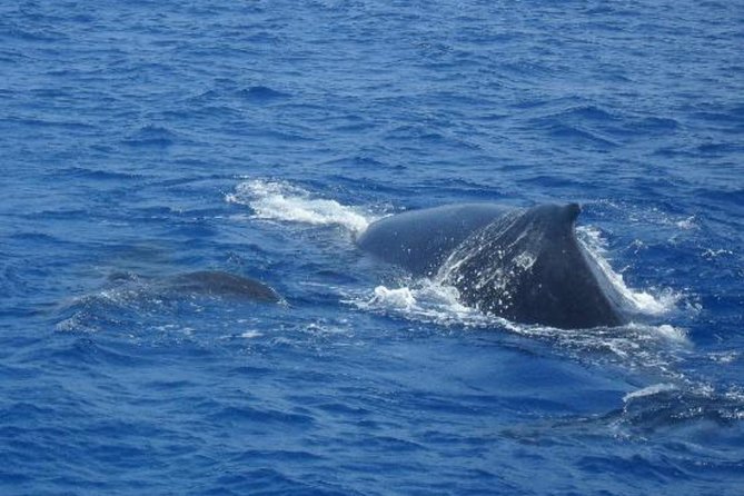 Dolphin and Whales Watching Cruise From Puerto Rico De Gran Canaria - Additional Information