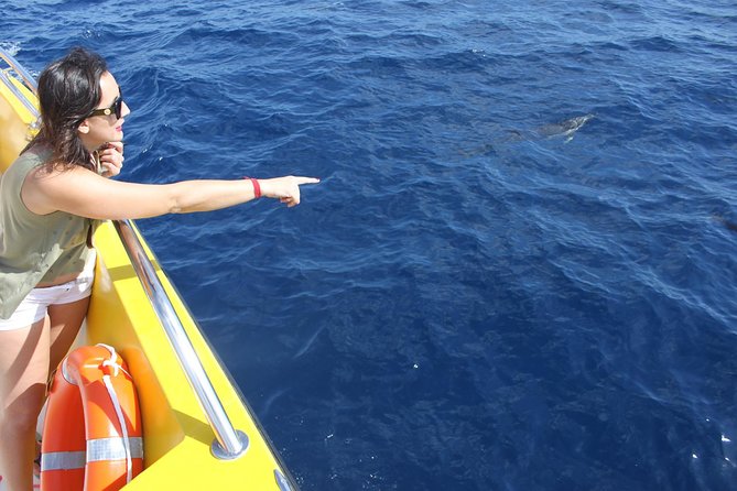 Dolphin Mini Cruise at Playa Del Carmen - Last Words