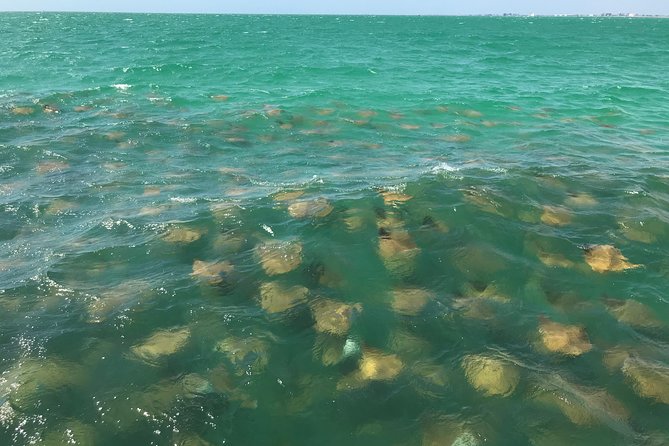 Dolphin Shelling Snorkeling Cruise in Tampa - Common questions