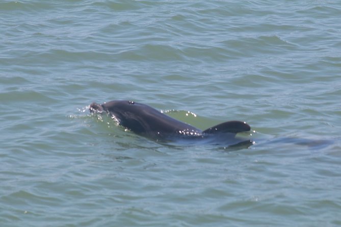 Dolphin Tour on a Private Boat - Safety Guidelines