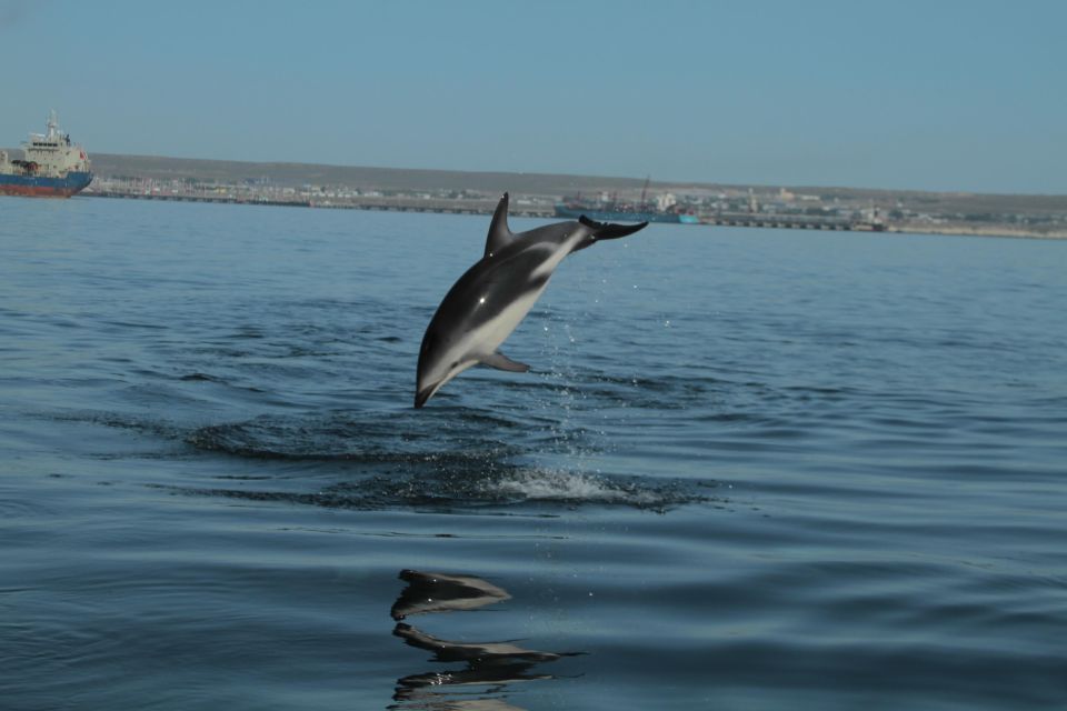 Dolphin Watching and Boat Trip in Puerto Madryn - Free Cancellation Policy