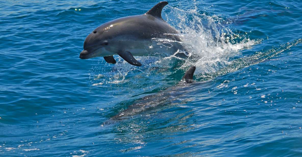 Dolphin Watching in the Wild - Half Day Private Tour - Activity Duration