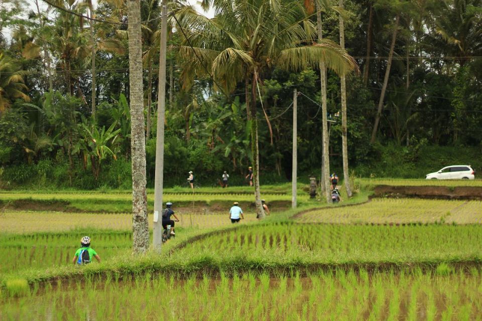 Downhill Cycling Tour Ubud Through Jungle and Rice Terrace - Common questions
