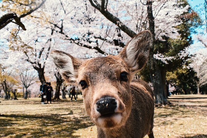Eigo Tour - Walk in Nara City - Contact Information