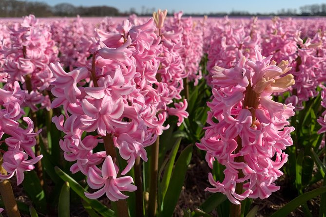 Enjoy the Tulip Fields by Bicycle With a Local Guide! Tulip Bike Tour! - Reviews and Customer Feedback