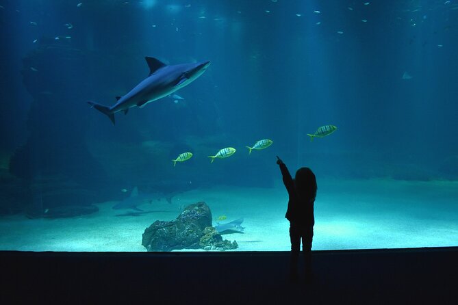 Entrance Ticket Nausicaa, the Biggest Aquarium in Europe - Legal Information and Terms