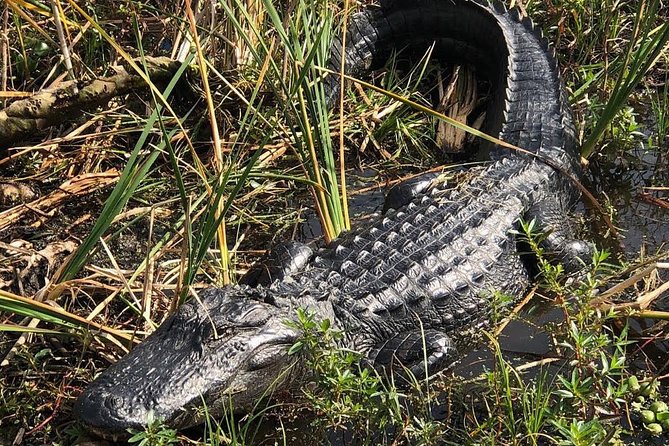 Everglades Airboat Tour Near Orlando Florida - Common questions