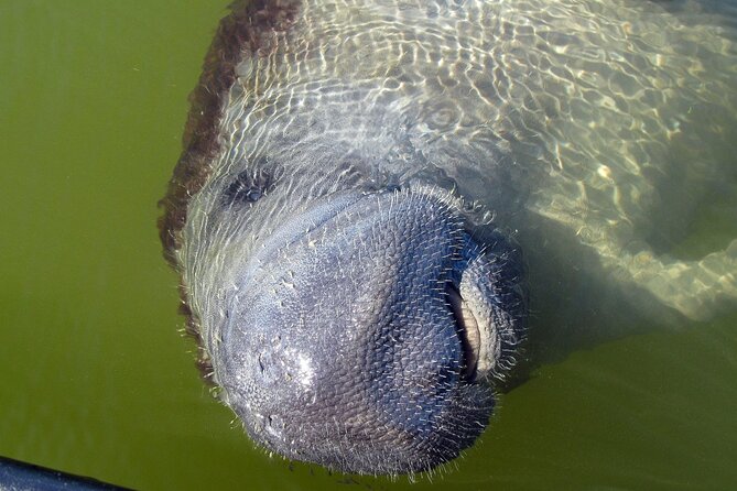 Everglades National Park Dolphin, Birding and Wildlife Boat Tour (2 Hours) - Additional Recommendations