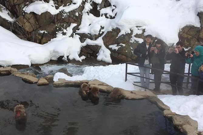 Explore Jigokudani Snow Monkey Park With a Knowledgeable Local Guide - Common questions