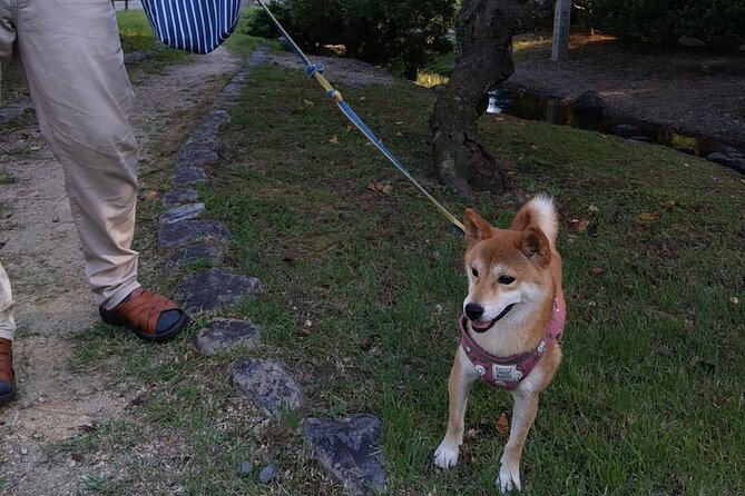 Exploring Everyday Life in Downtown Tokyo Walking With Shiba-Inu - Common questions