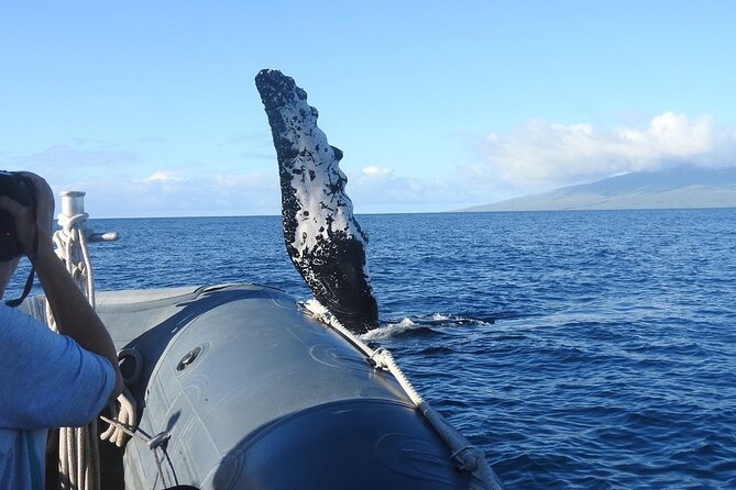 Eye-Level Whale Watching Eco-Raft Tour From Lahaina, Maui - Common questions