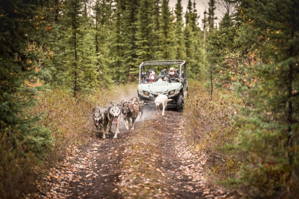 Fairbanks: Fall Cart Adventure Pulled by a Sled Dog - Last Words