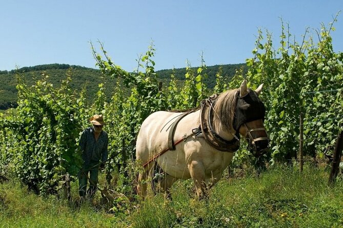 Fantastic, Full Day, Private Wine Tour to Alsace! - Last Words