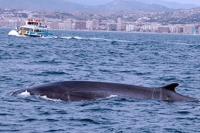 Ferry From Benalmádena to Fuengirola - Last Words