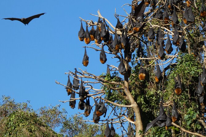 Flying Fox Experience, Thousands of Australias Largest Bat - Cancellation Policy Details