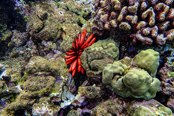 Four Winds II Molokini Snorkeling Tour From Maalaea Harbor - Tour Inclusions