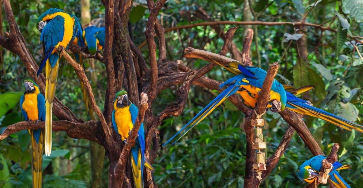 Foz Do Iguaçu: Bird Park Experience - Common questions