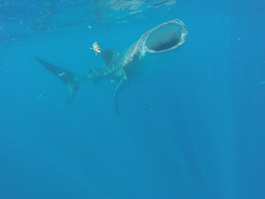 From Akumal: Whale Shark Tour - Directions