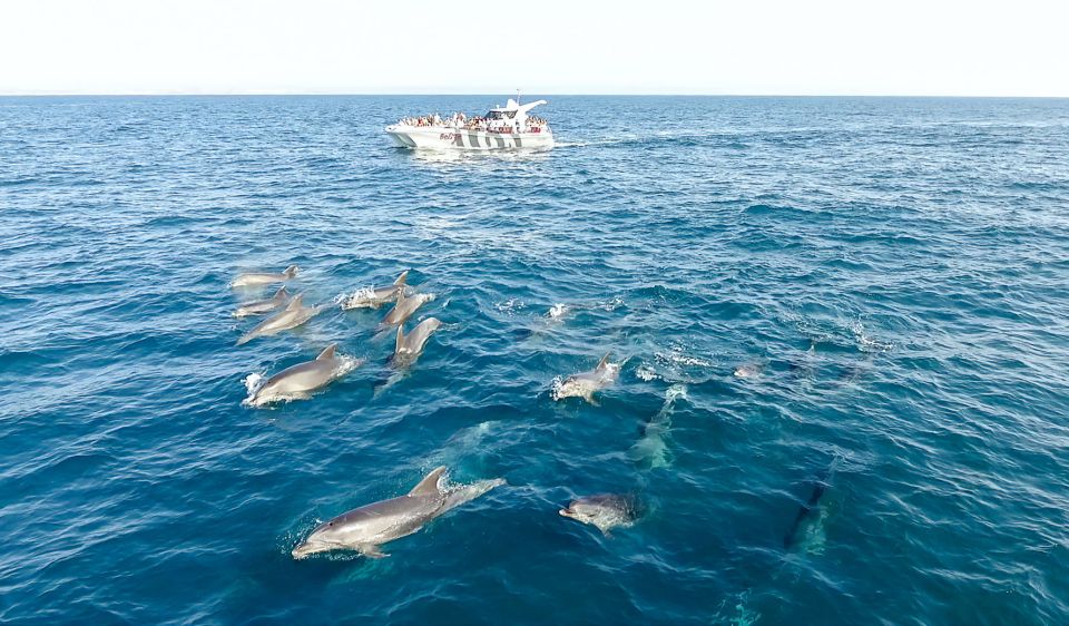 From Albufeira: Dolphins and Caves 2.5-Hour Boat Trip - Common questions