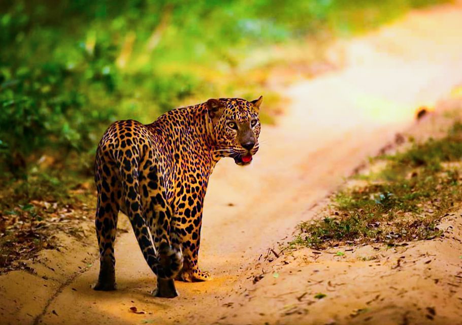 From Anuradhapura: Full-Day Wilpattu National Park Safari - Last Words