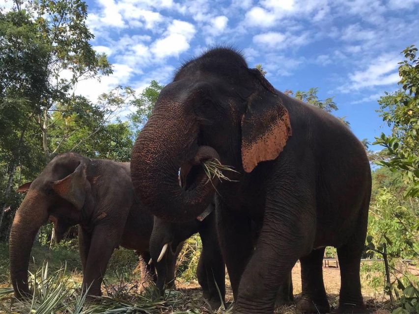 From Bangkok: Pattaya Ethical Elephant Sanctuary Day Trip - Transportation Details