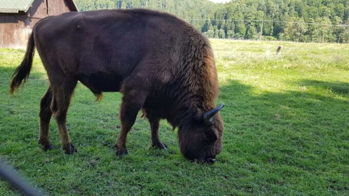 From Brasov: Day Trip to Bison Reserve & Traditional Lunch - Common questions