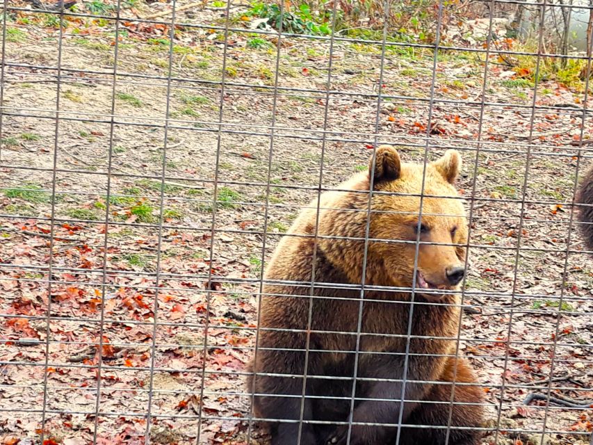 From Bucharest: Dracula's Castle & Bear Sanctuary Day Tour - Common questions