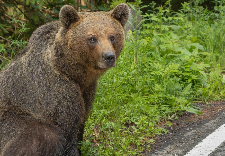 From Bucharest: Private Transfagarasan Highway Day Tour - Common questions