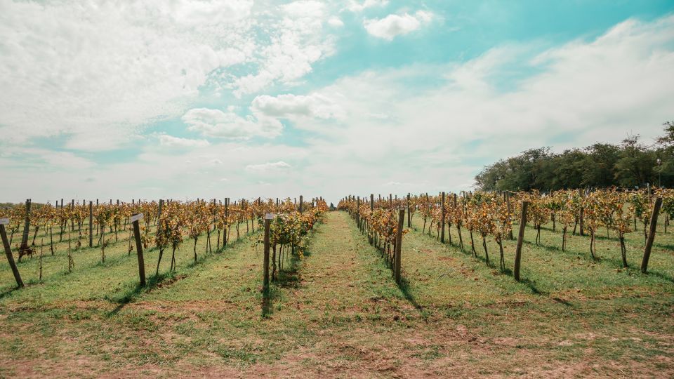 From Buenos Aires: Vineyard Tour With Wine Tasting and Lunch - Tour Itinerary