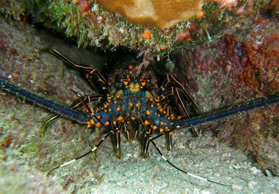 From Cabo: Cabo Pulmo Marine Park Snorkeling and Kayaking - Last Words