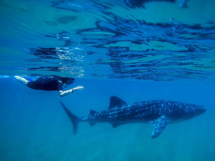 From Cabo: Snorkel With Whale Sharks in La Paz - Location and Directions