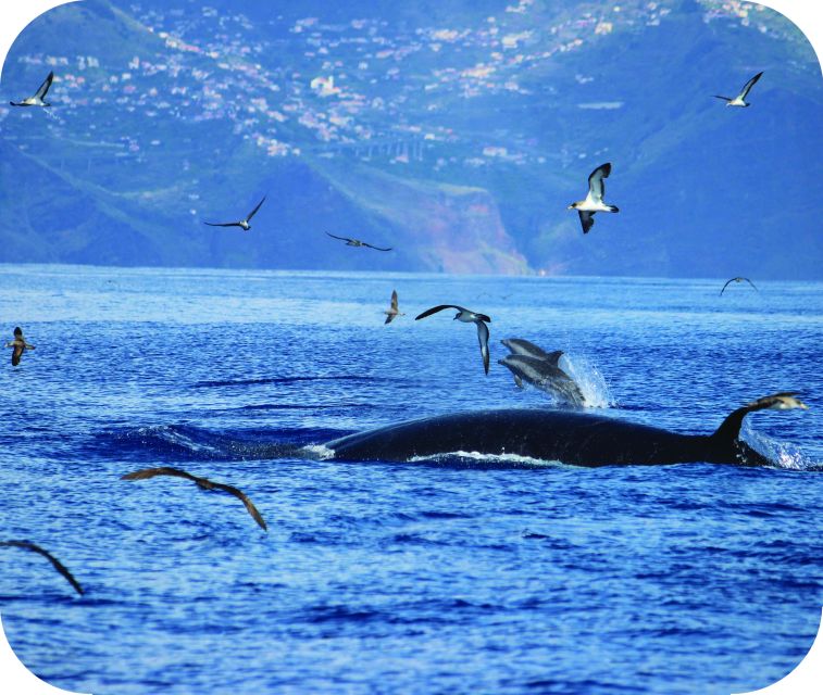 From Calheta: Whale and Dolphin Watching RIB Boat Tour - Directions