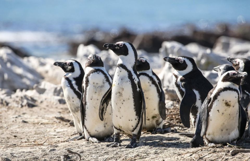 From Cape Town: Cape of Good Hope and Penguins Shared Tour - Customer Testimonials