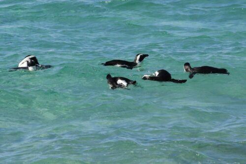 From Cape Town: Cape Point and Boulders Beach Full-Day Tour - Last Words