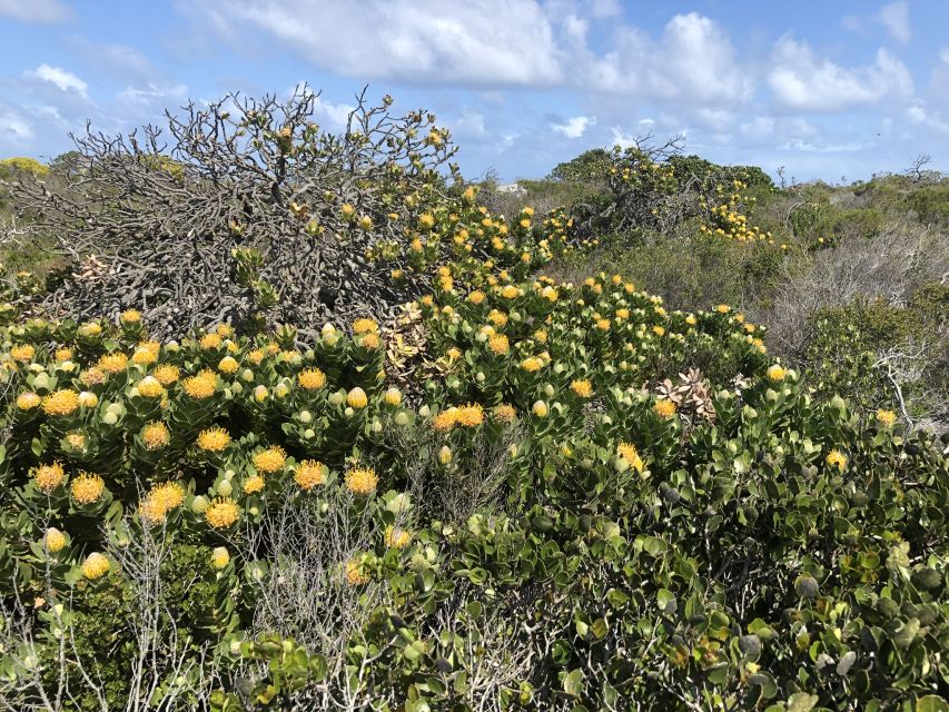 From Cape Town: Cape Point National Park E-Bike Tour - Directions