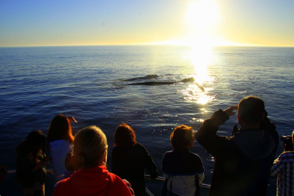 From Cape Town: Hermanus Whale Watching Boat Trip - Common questions